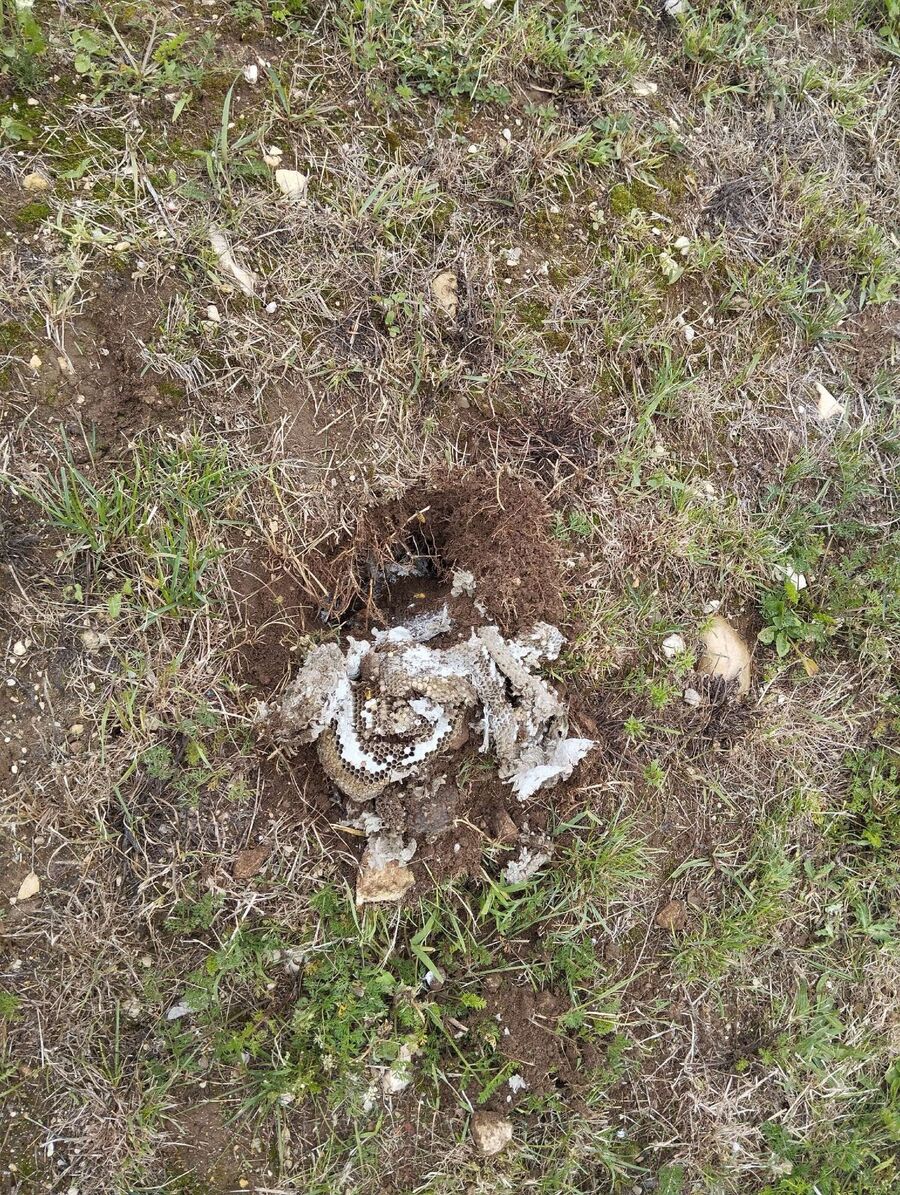 wespennest_entfernen