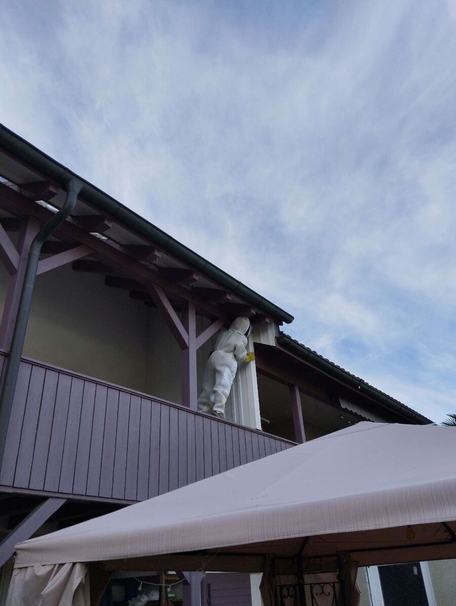 wespennest_entfernen