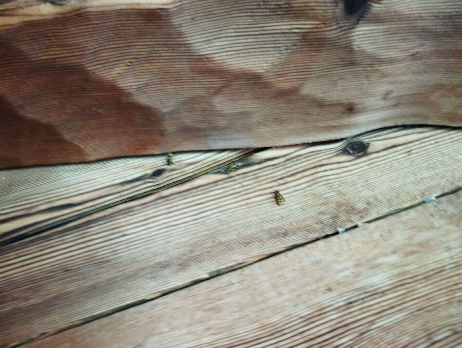 wespennest_entfernen