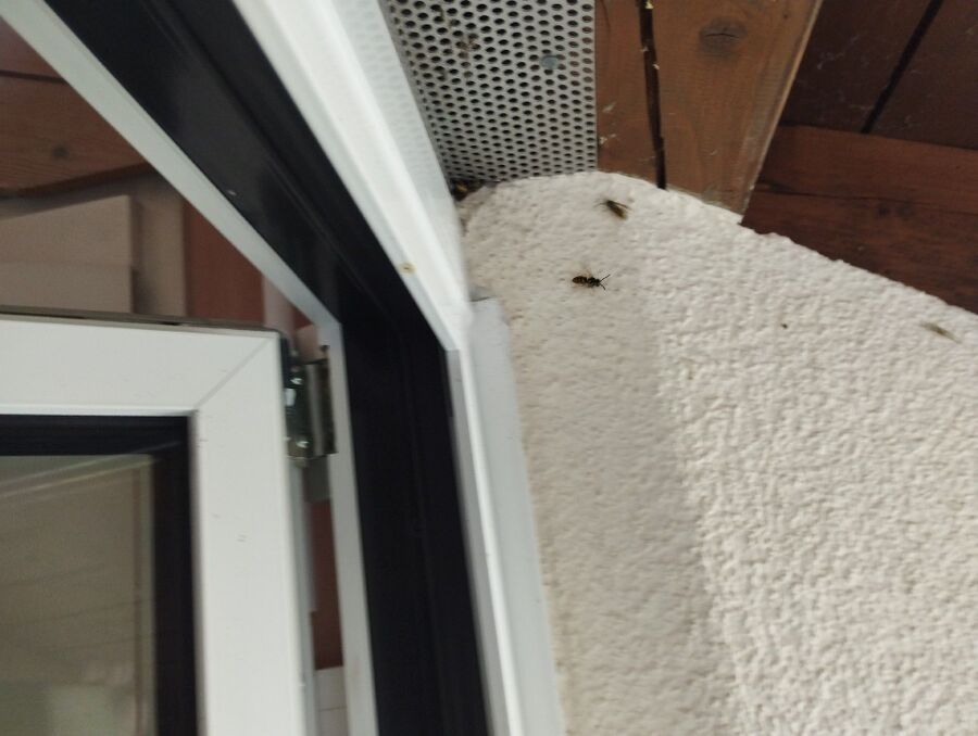 wespennest_entfernen