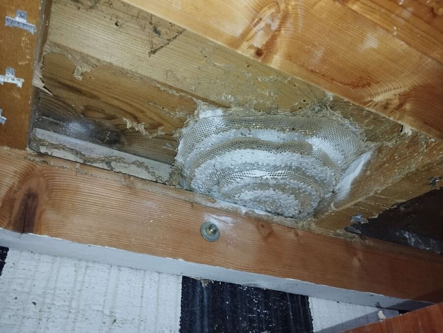 wespennest_entfernen