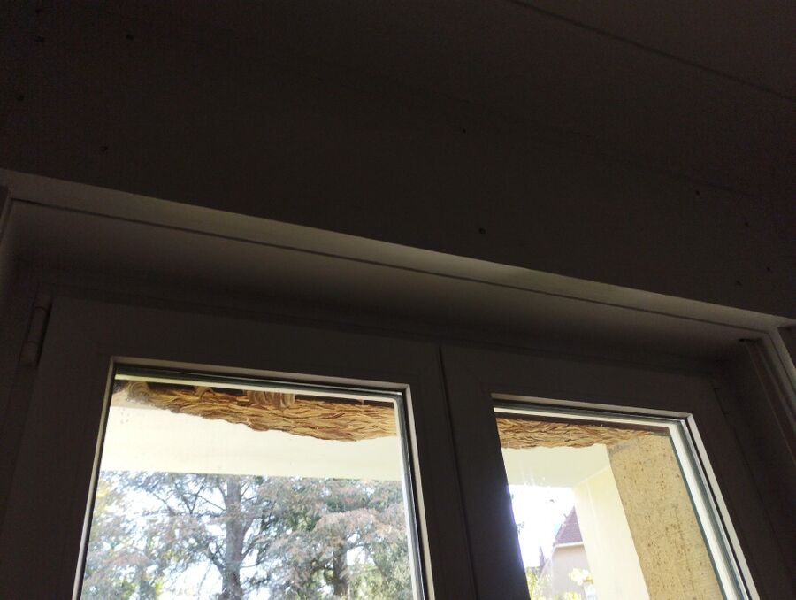 wespennest_entfernen