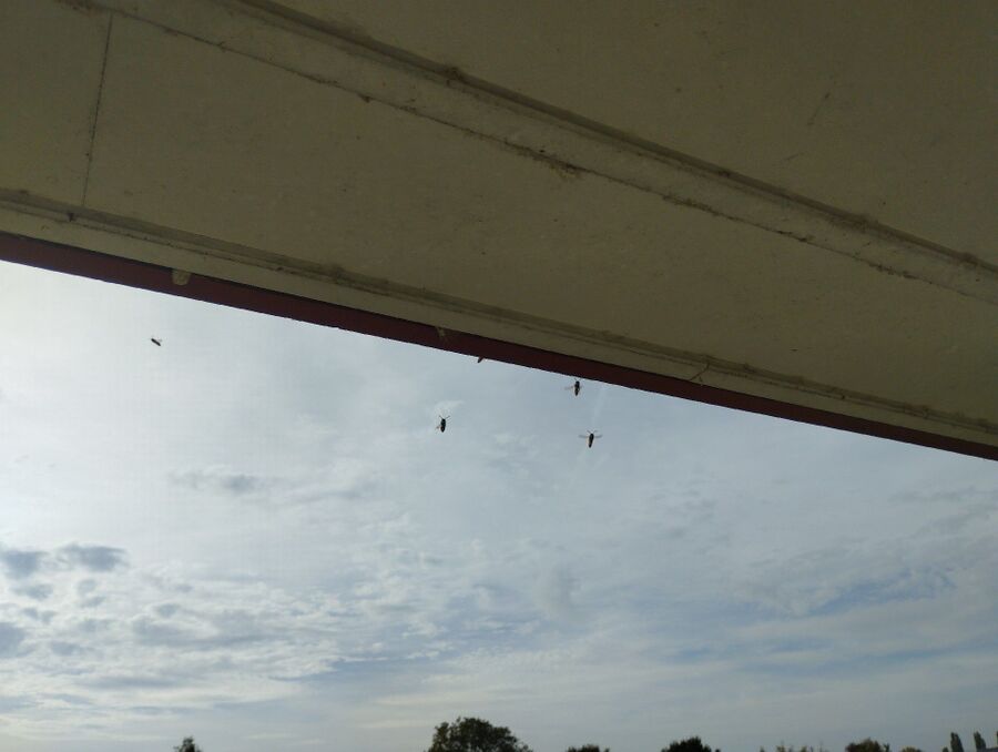 wespennest_entfernen