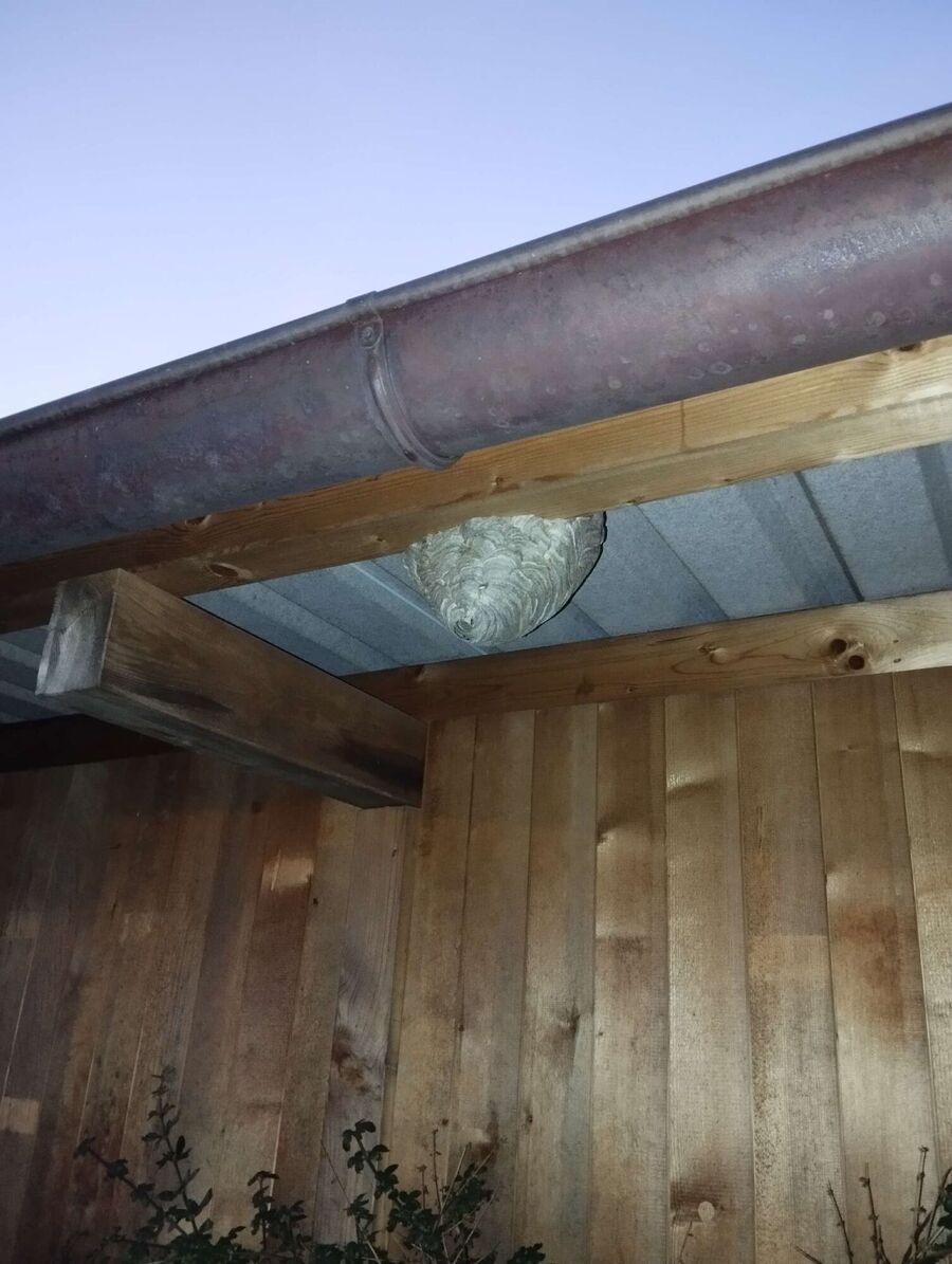 wespennest_entfernen