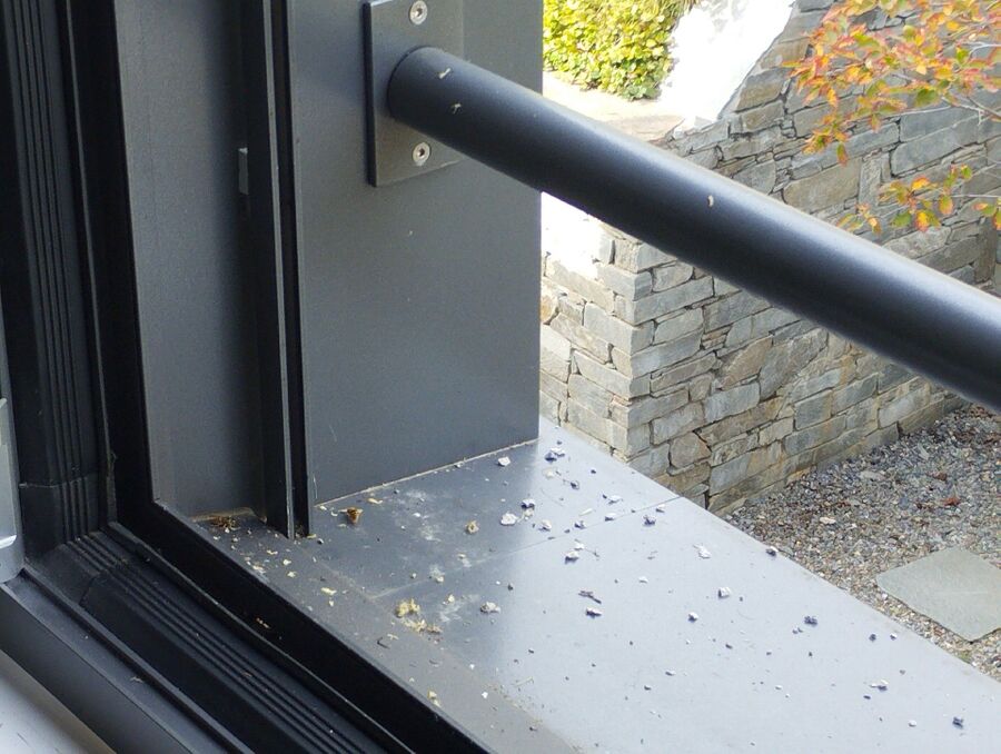 wespennest_entfernen