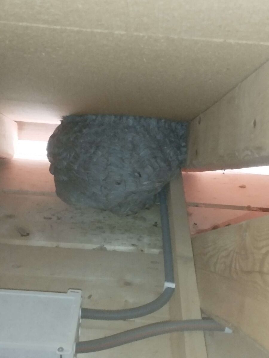 wespennest_entfernen