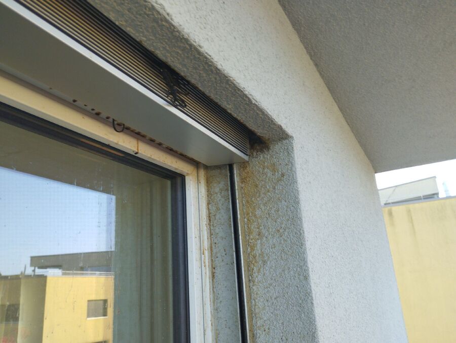 wespennest_entfernen