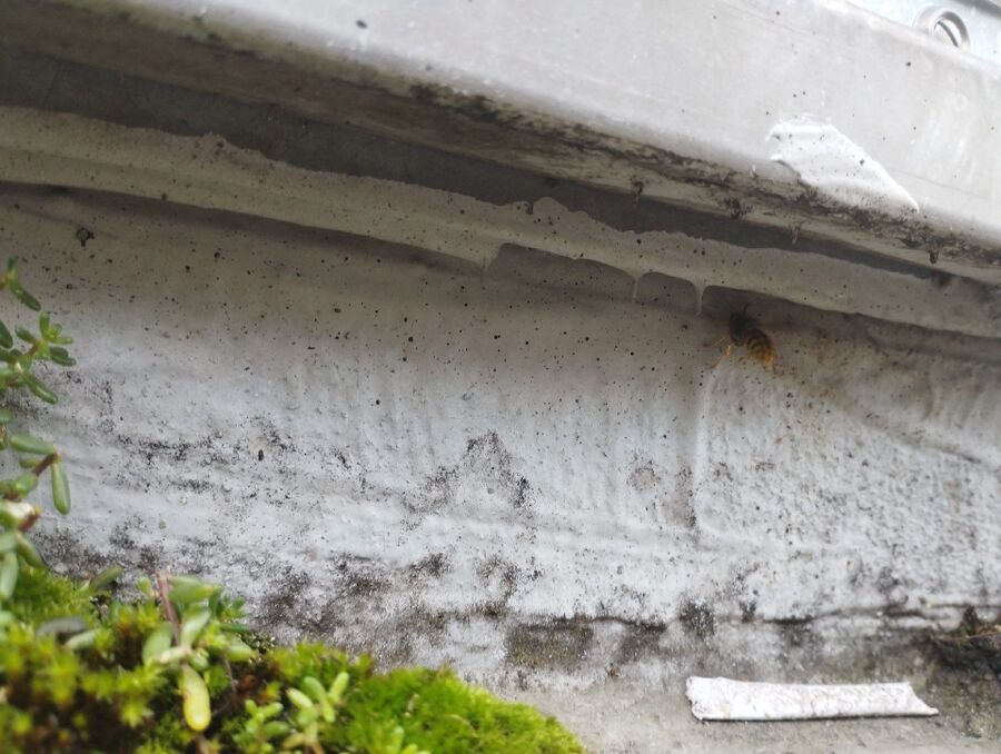 wespennest_entfernen