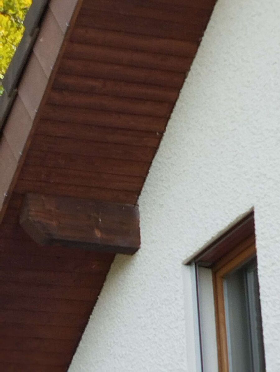 wespennest_entfernen