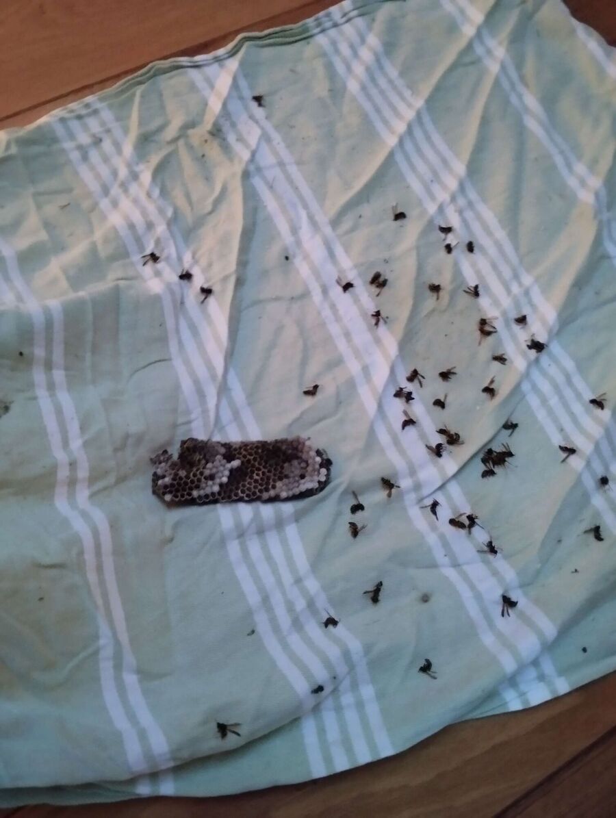 wespennest_entfernen