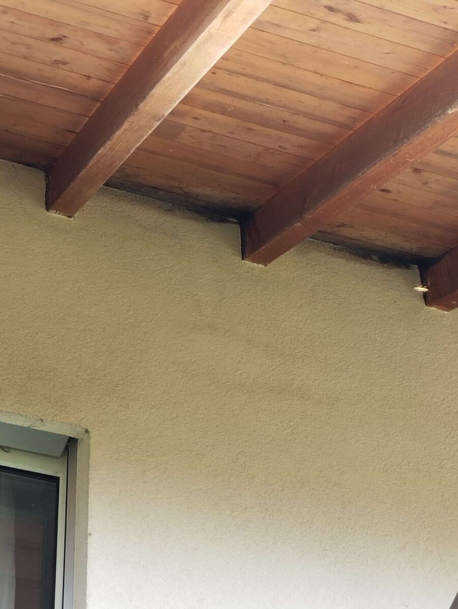 wespennest_entfernen