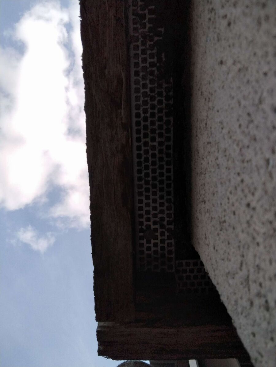 wespennest_entfernen