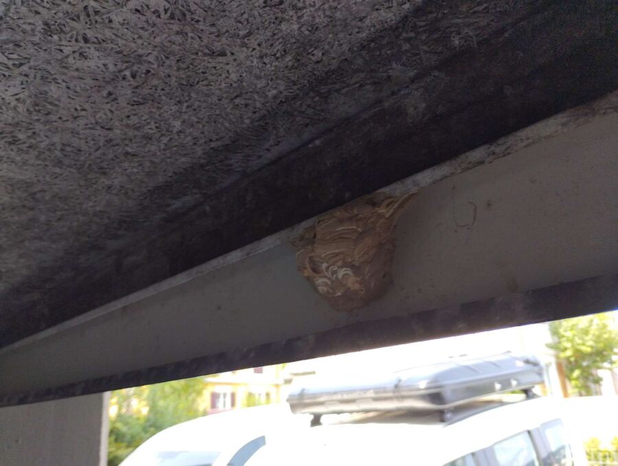 wespennest_entfernen