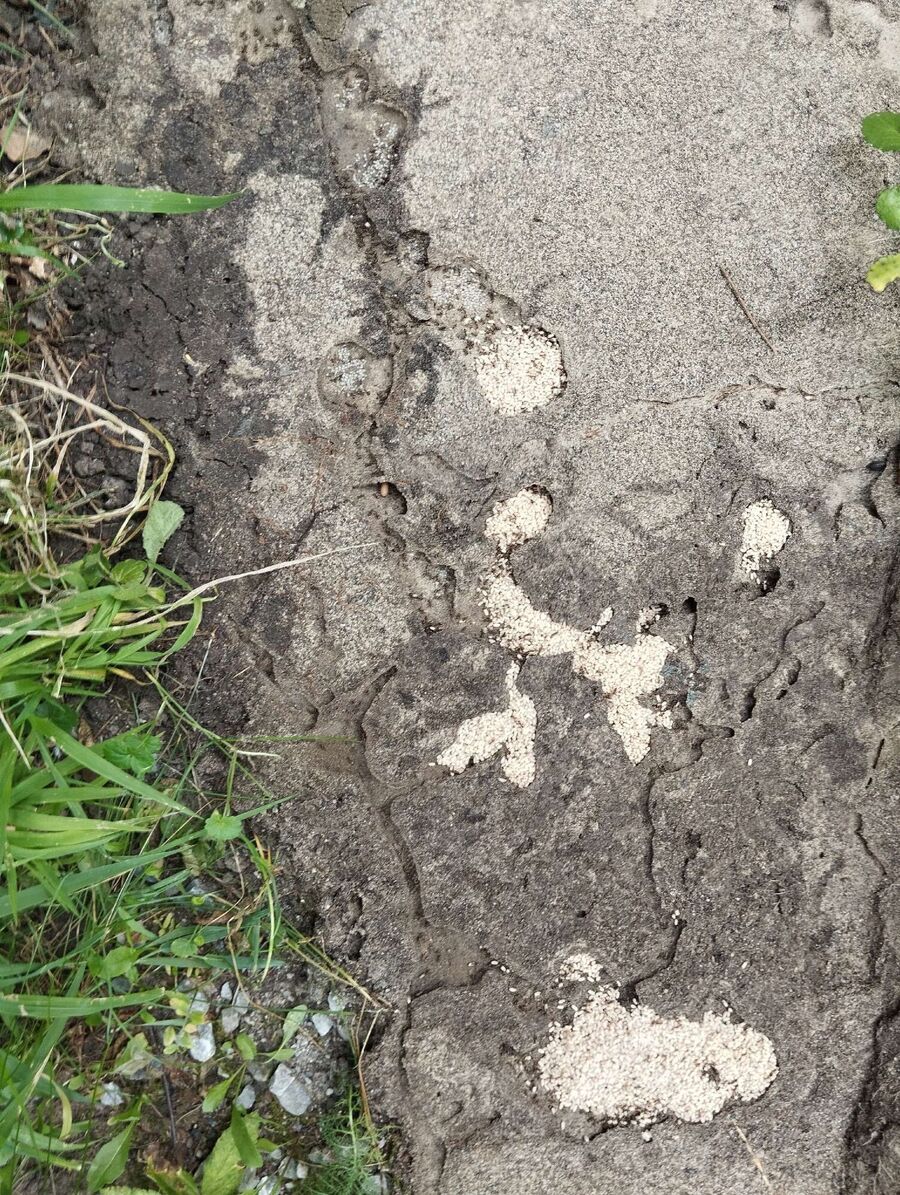 wespennest_entfernen