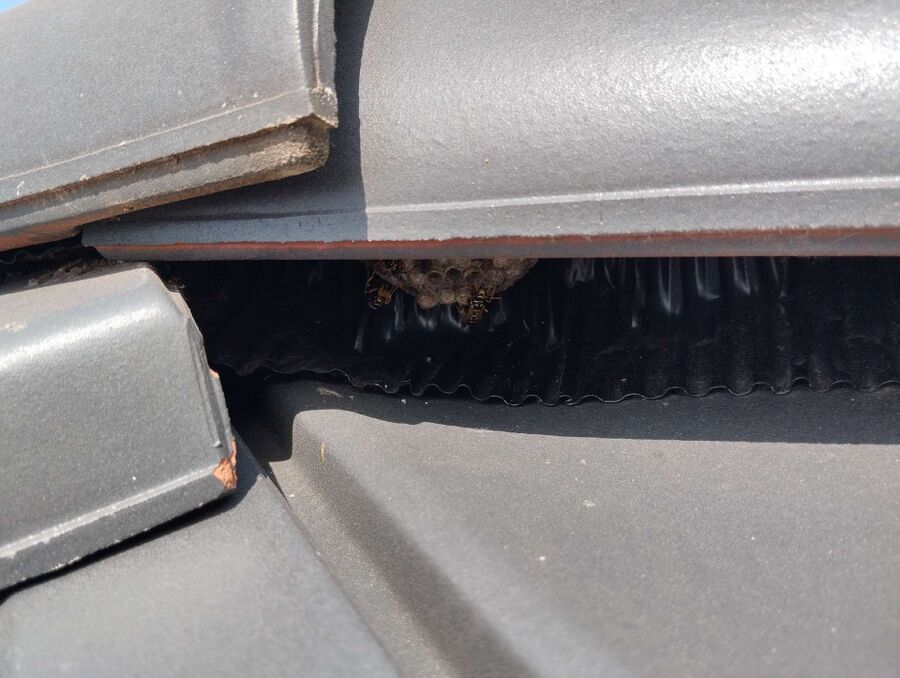 wespennest_entfernen