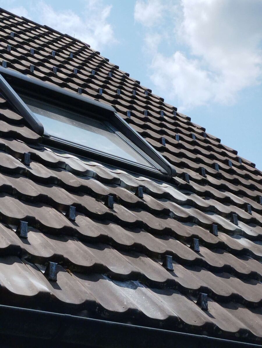 wespennest_entfernen