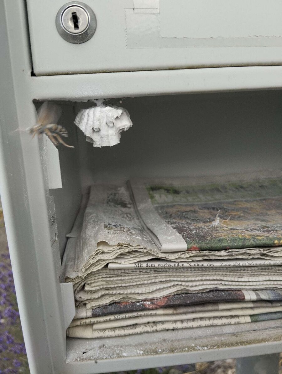 wespennest_entfernen