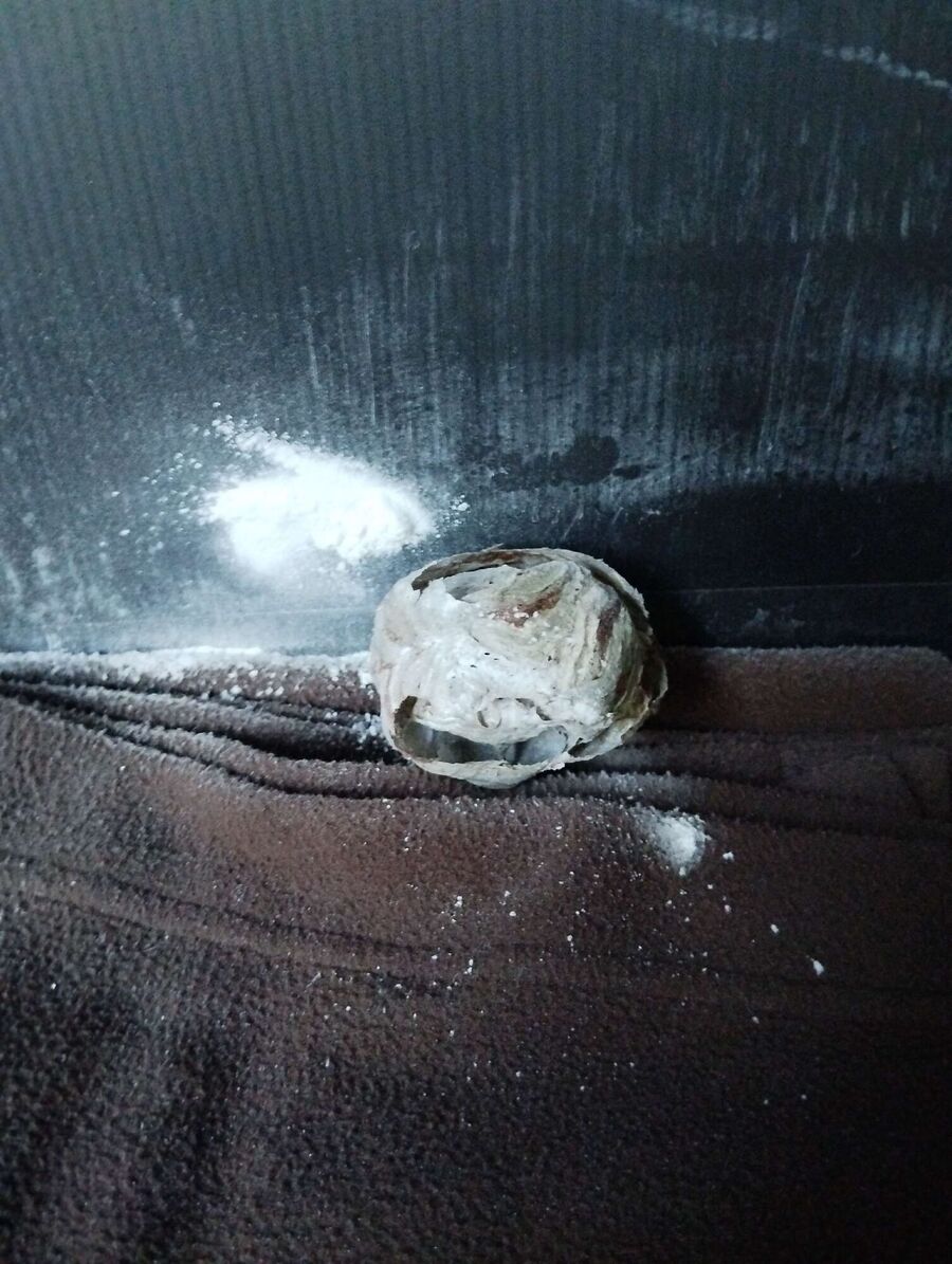 wespennest_entfernen