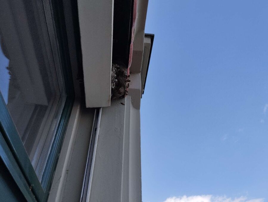 wespennest_entfernen