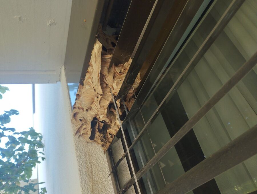 wespennest_entfernen