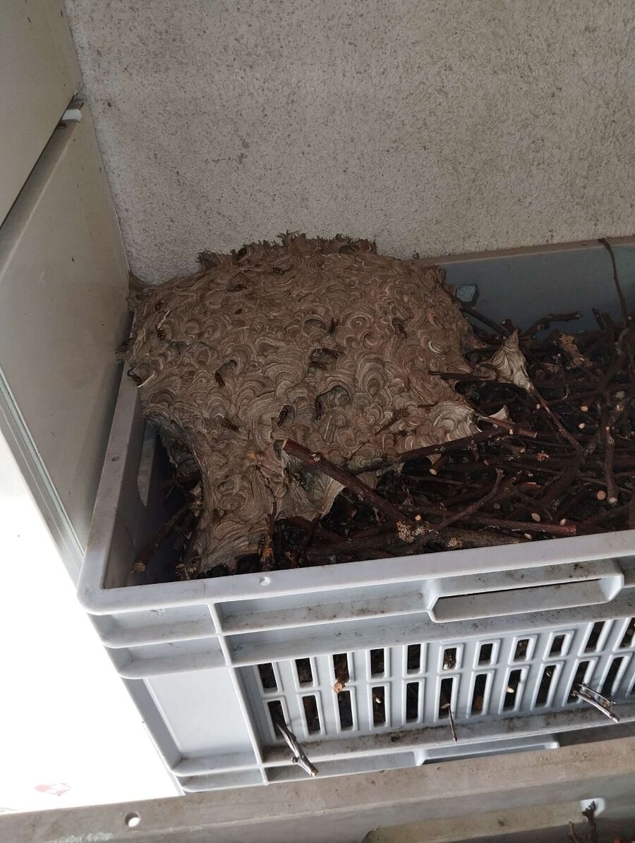 wespennest_entfernen