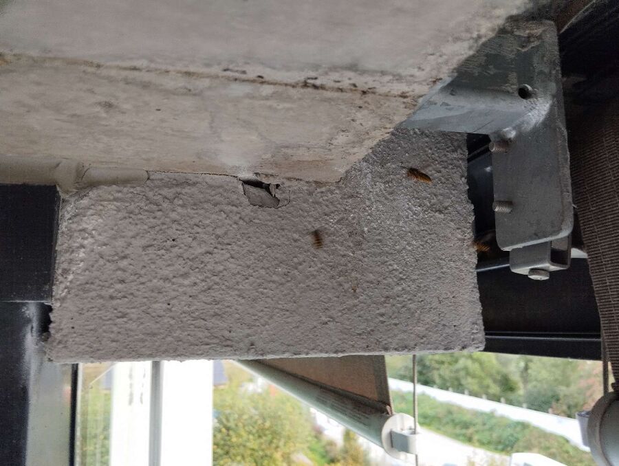 wespennest_entfernen