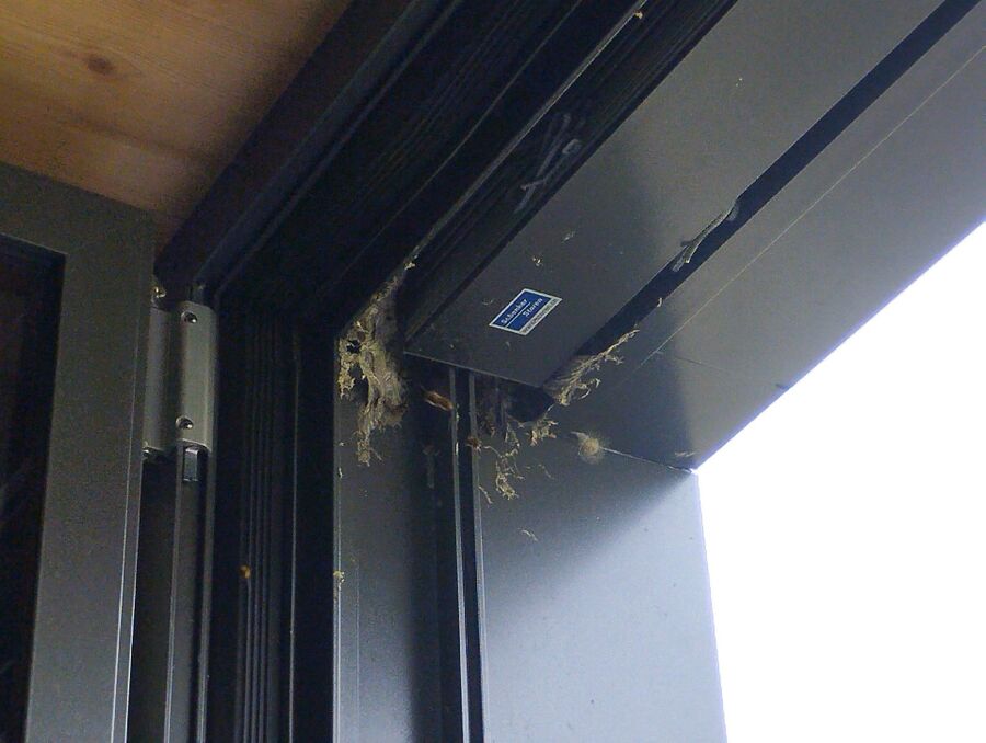 wespennest_entfernen