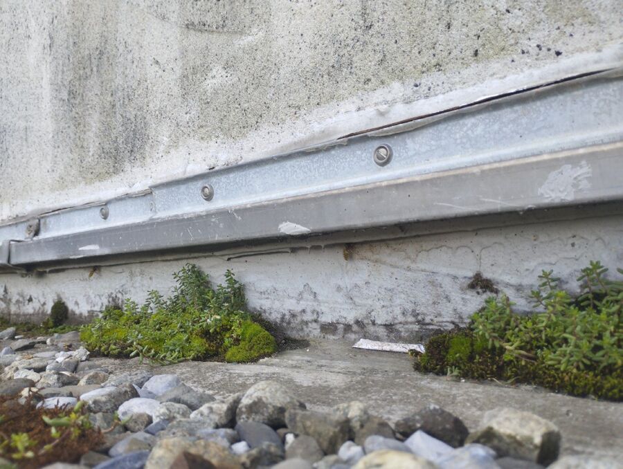 wespennest_entfernen