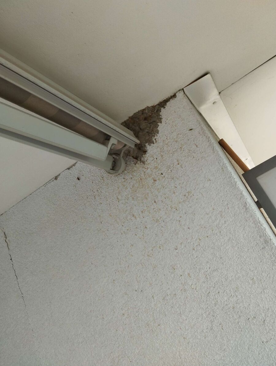 wespennest_entfernen