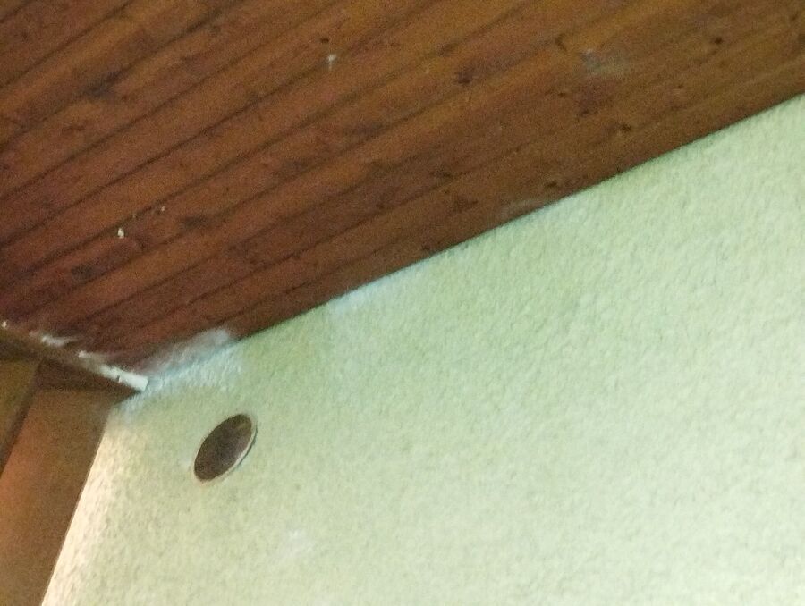 wespennest_entfernen