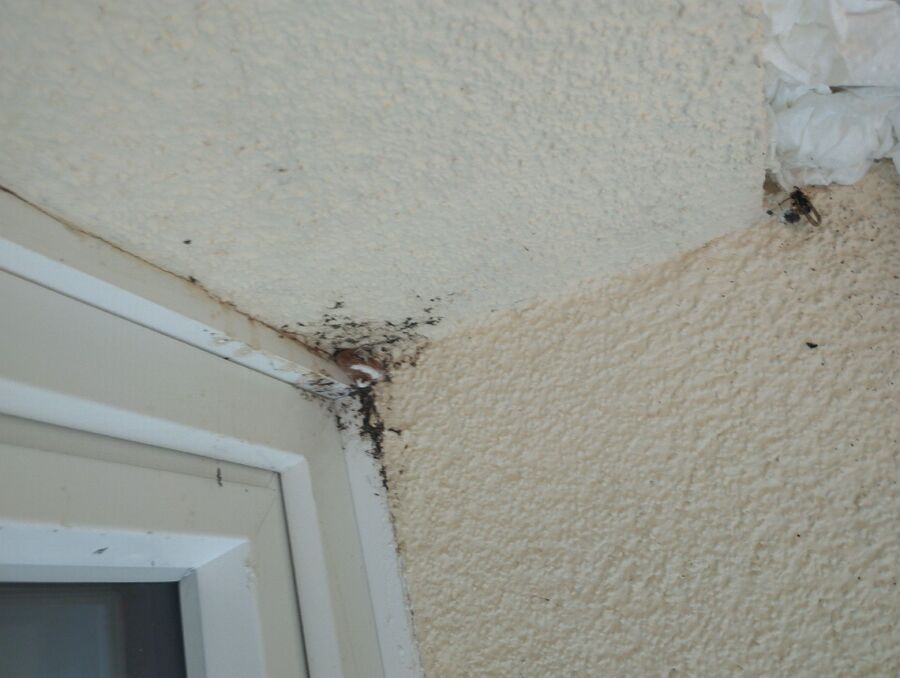 wespennest_entfernen