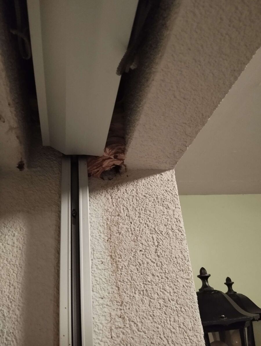 wespennest_entfernen