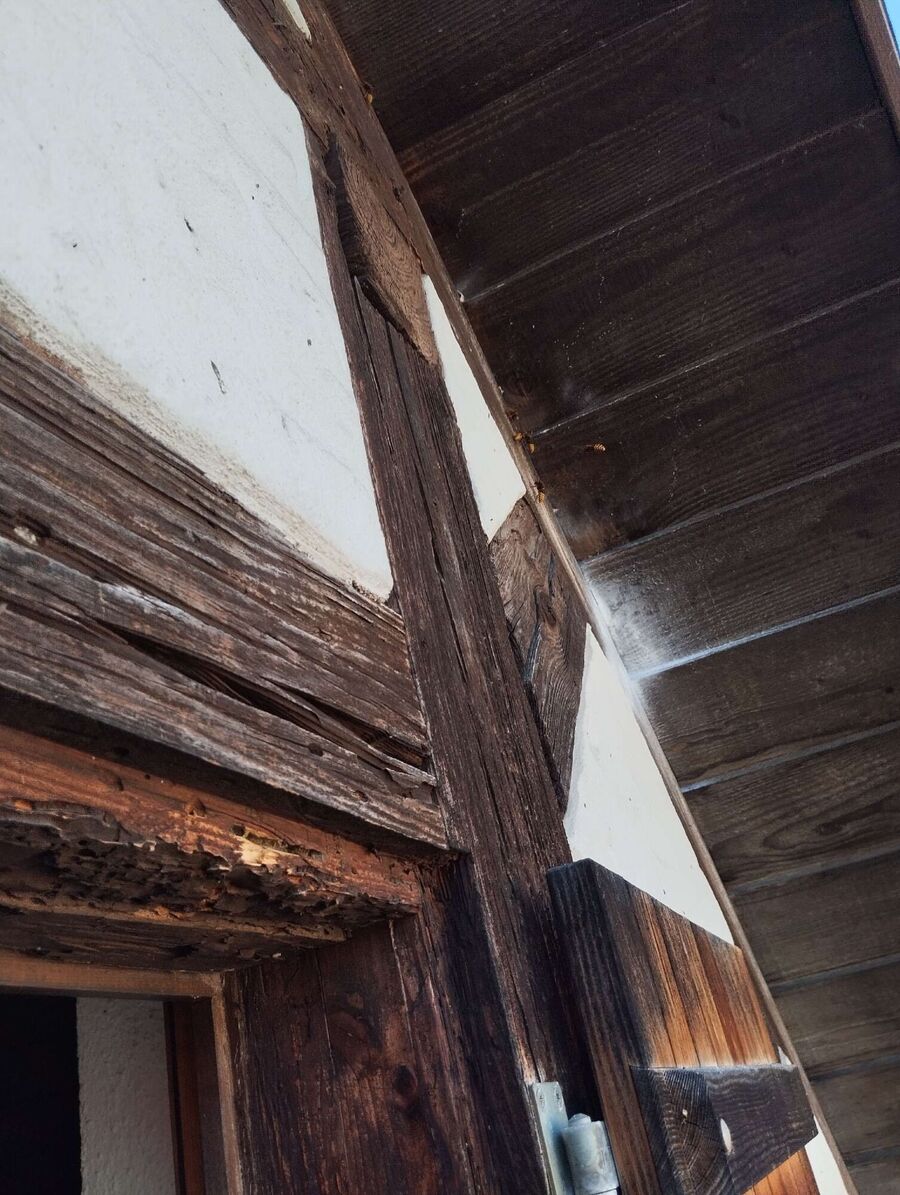 wespennest_entfernen