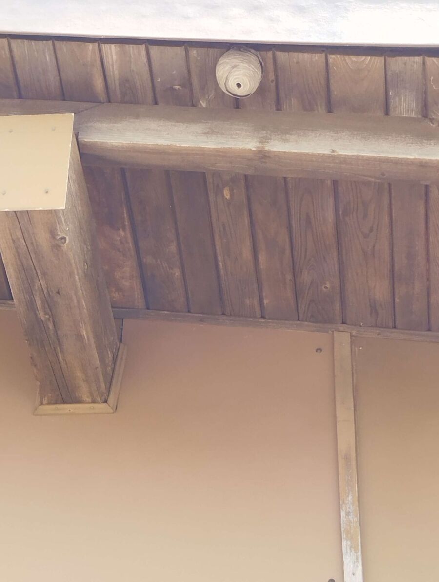 wespennest_entfernen