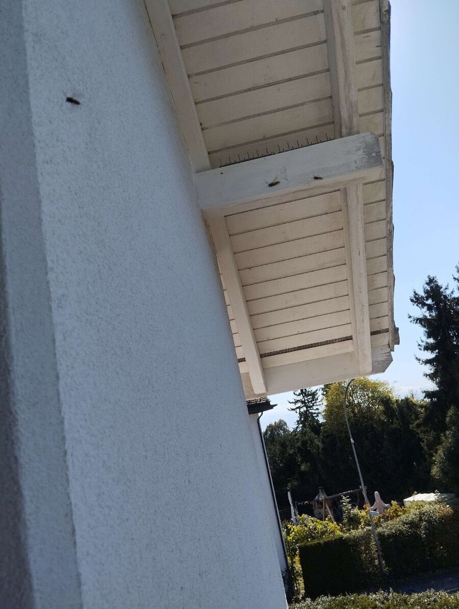 wespennest_entfernen