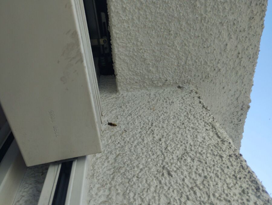 wespennest_entfernen