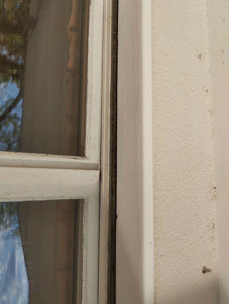 wespennest_entfernen