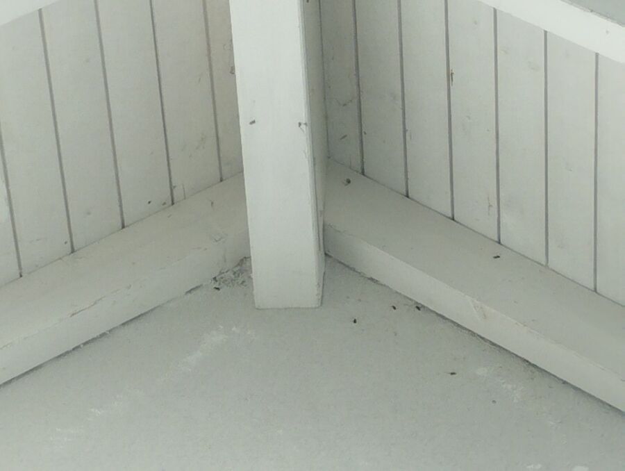 wespennest_entfernen