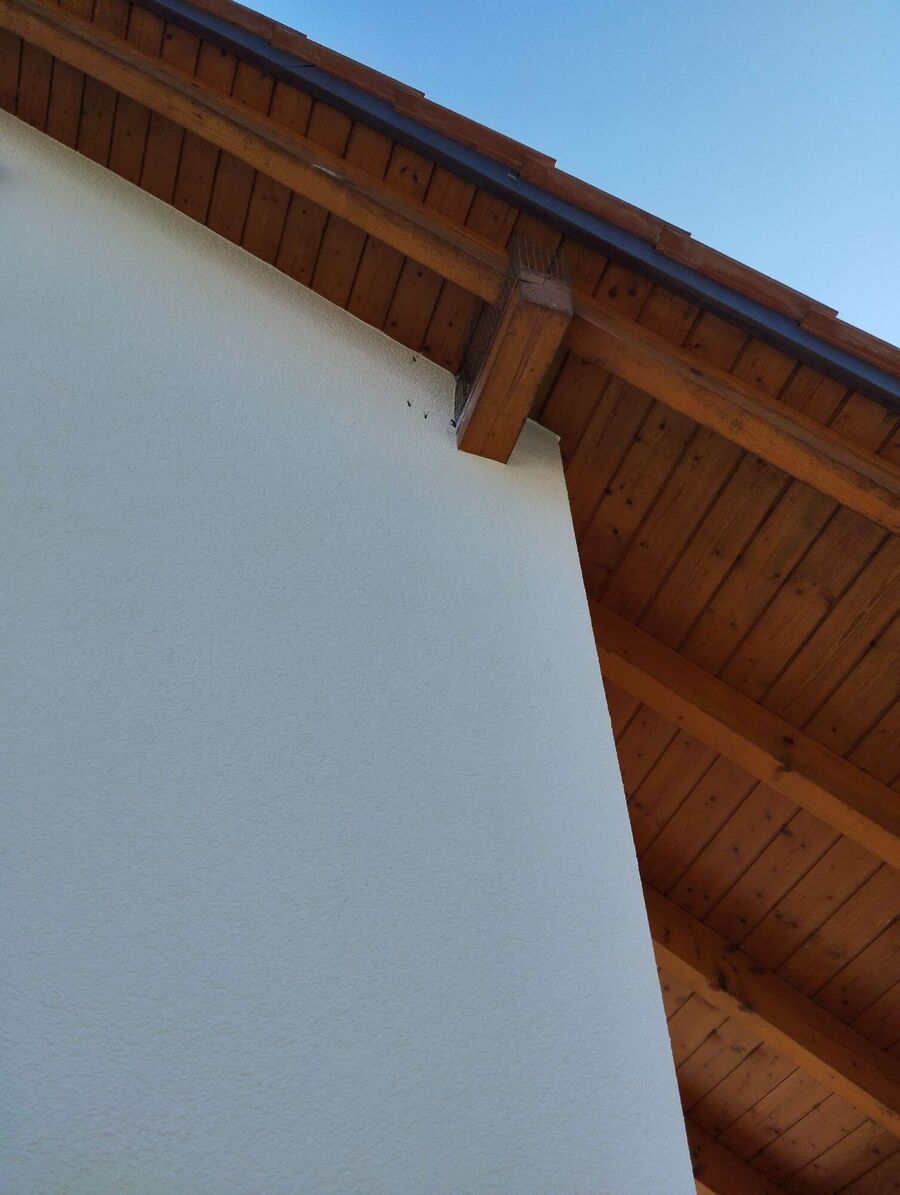 wespennest_entfernen