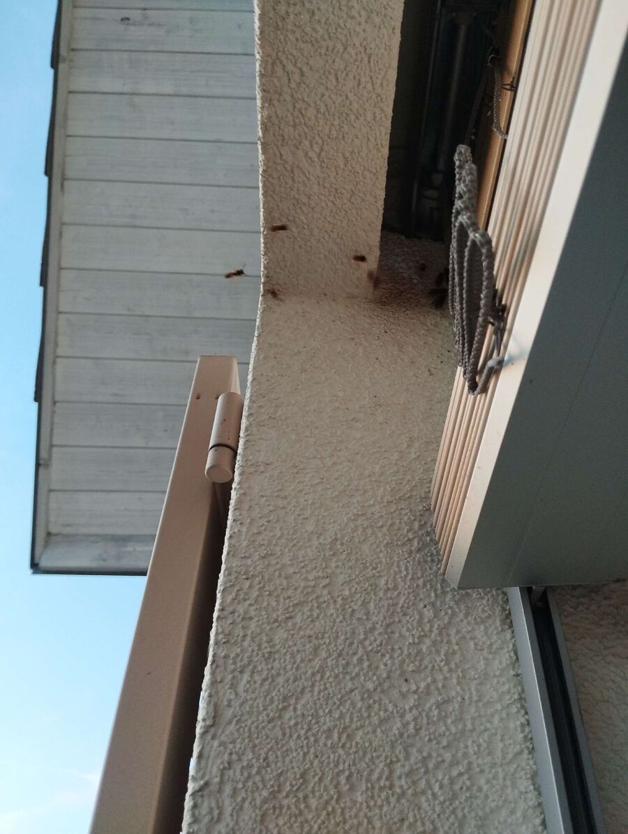 wespennest_entfernen