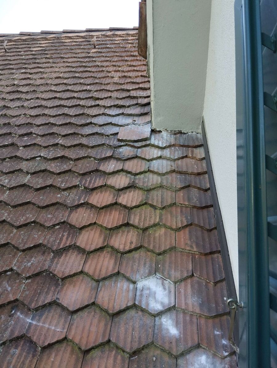 wespennest_entfernen