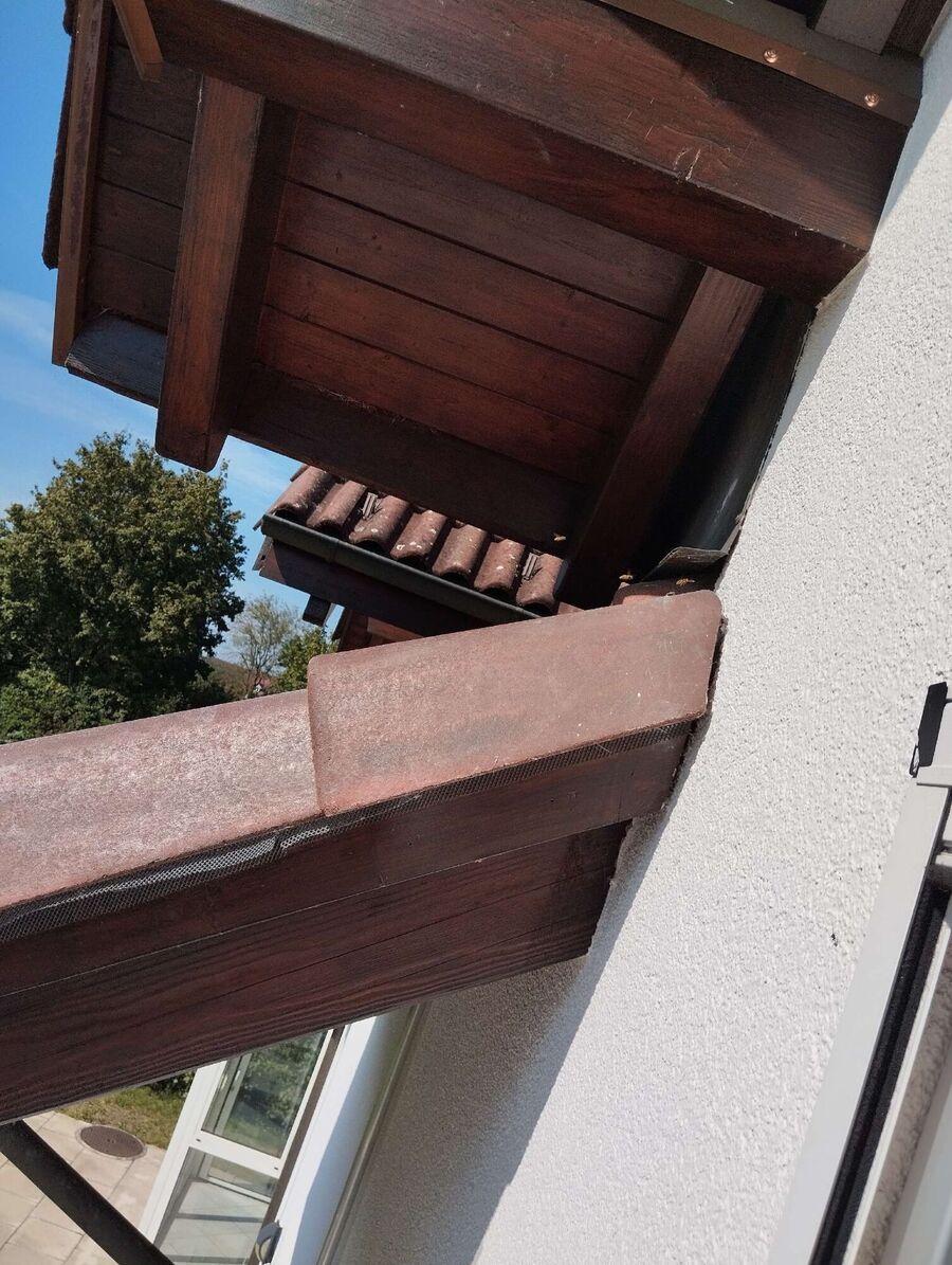 wespennest_entfernen