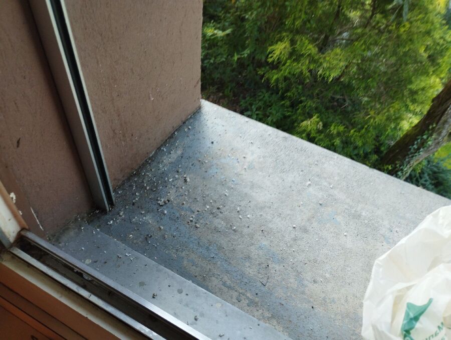 wespennest_entfernen