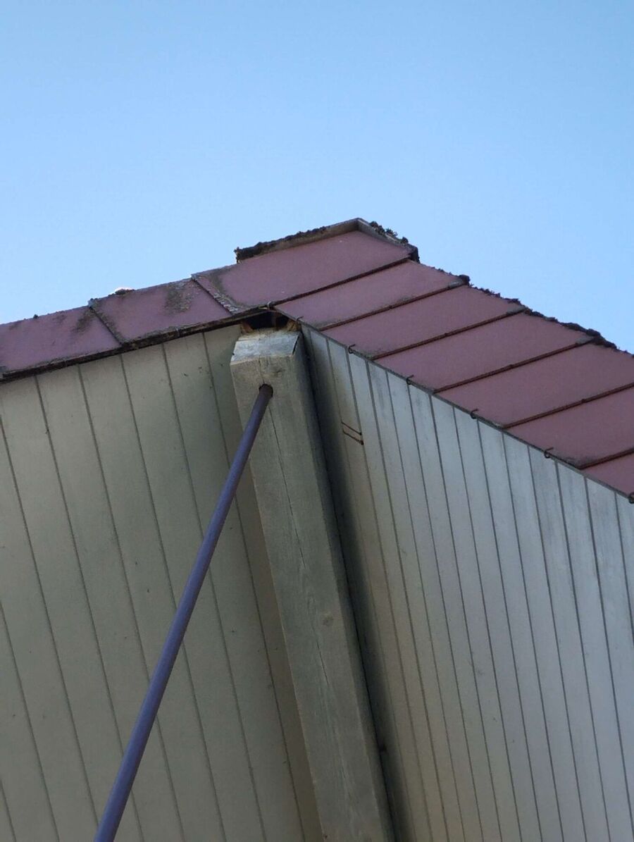 wespennest_entfernen