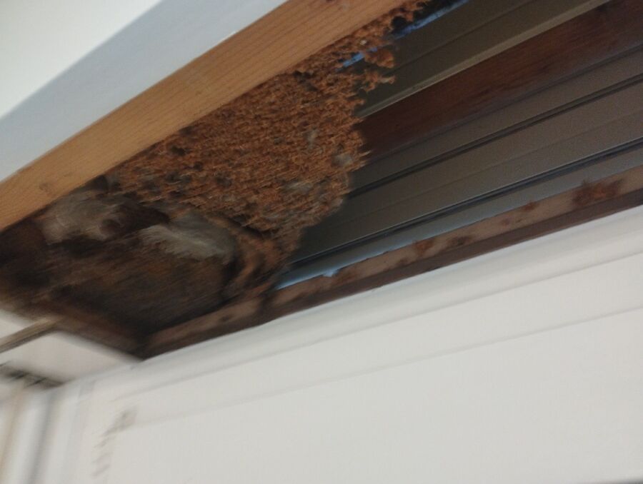 wespennest_entfernen