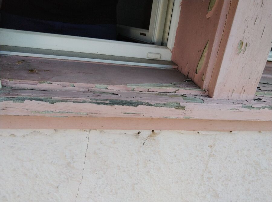 wespennest_entfernen