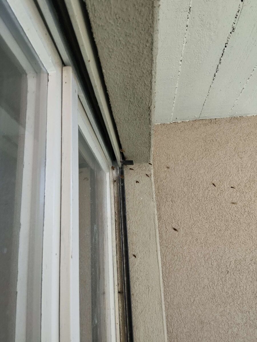 wespennest_entfernen