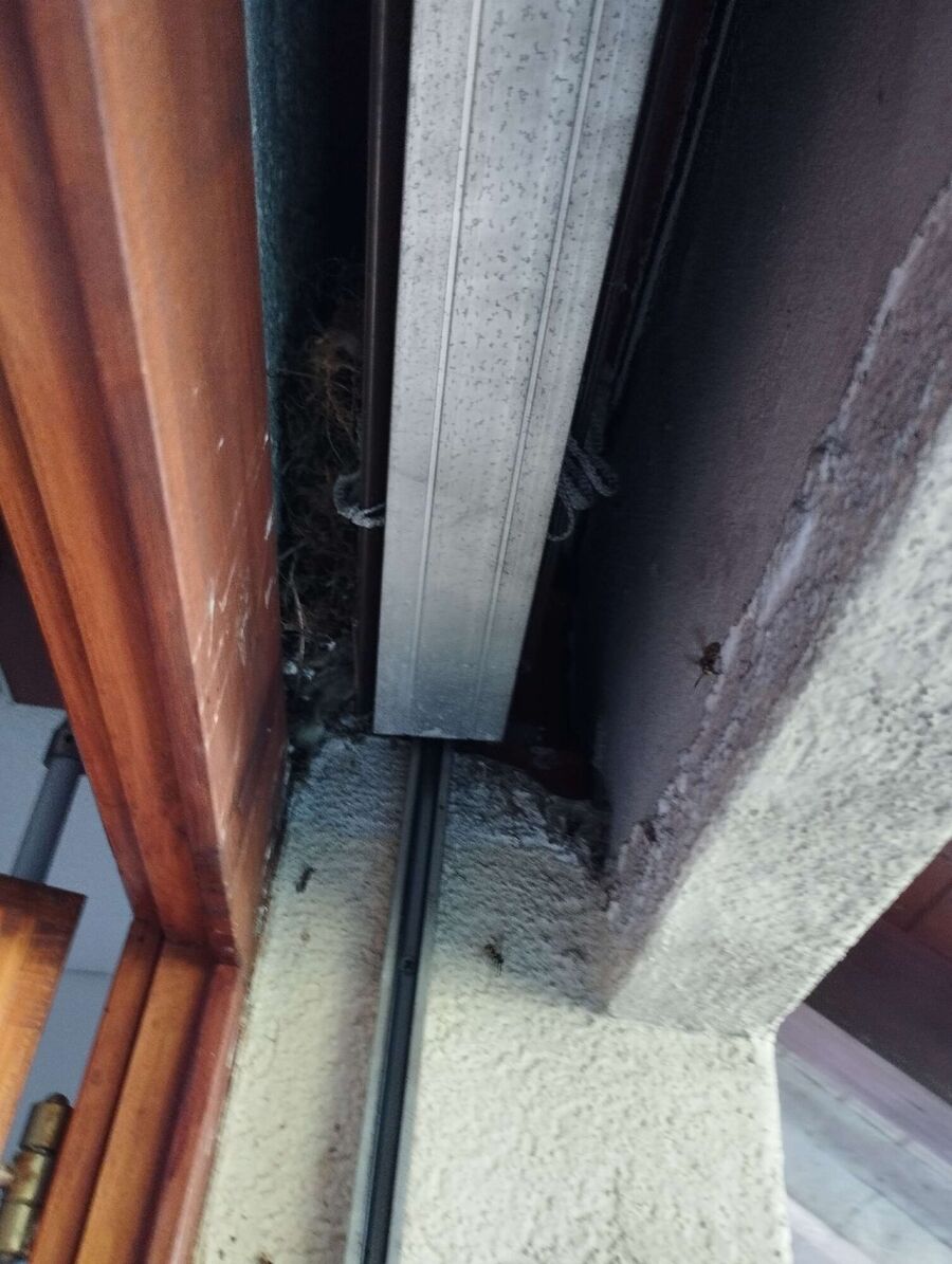 wespennest_entfernen