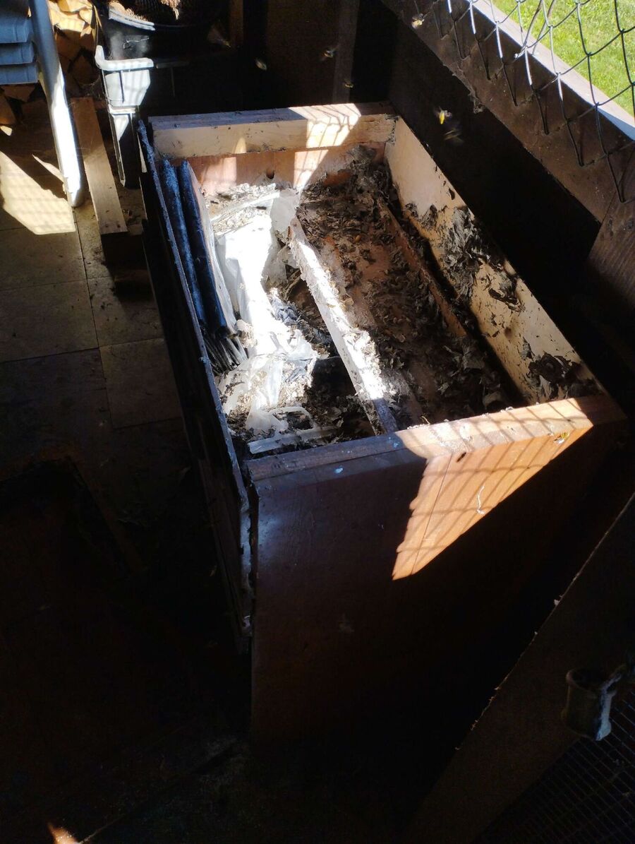 wespennest_entfernen