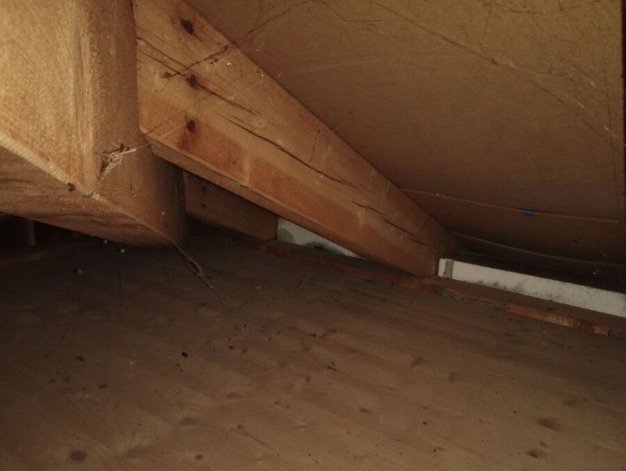 wespennest_entfernen